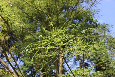 Aesculus hippocastenum 'Laciniata' - jírovec maďal - větev